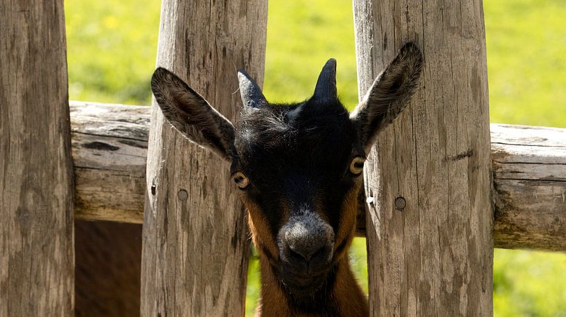 Bonjour petite chèvre curieuse par Saranda in t Veld Fotografie