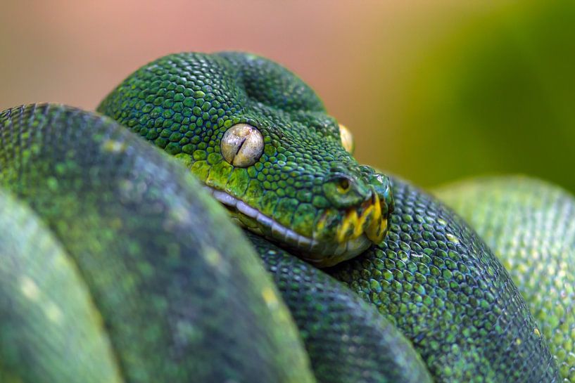 Grüner Baumpython von Heiko Lehmann