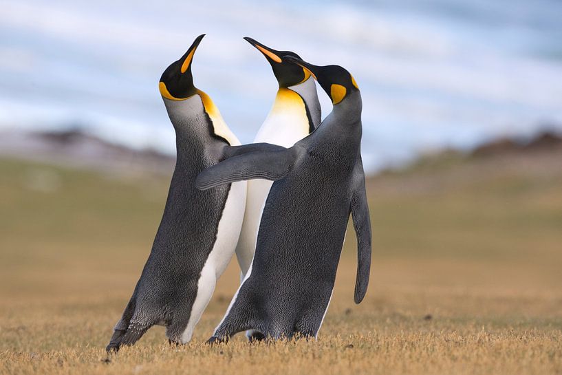 Trois manchots royaux (Aptenodytes patagonicus) en discussion sur la côte, îles Falkland par Nature in Stock