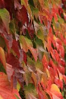 Bladerendek in herfstkleuren