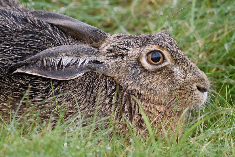 Hare / Brown Hare / European Hare ( Lepus europaeus ), detailed close-up, headshot, wildlife, Europe by wunderbare Erde