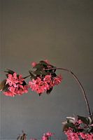 Japanische Kirschblüte