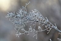 Nahaufnahme gefrorener Ast