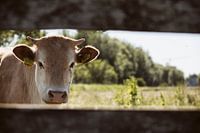 The look of a cow through the boards