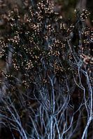 Heather plant in Winter