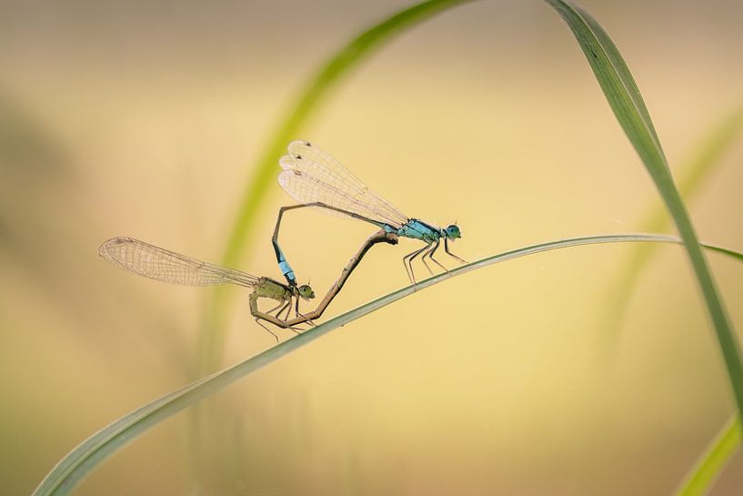 Les demoiselles qui s'accouplent par Moetwil en van Dijk - Fotografie