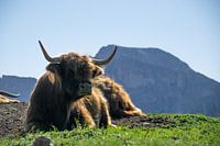 Schottische Highlander in den Dolomiten