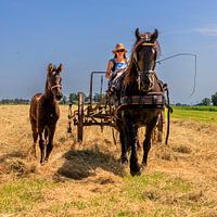 Pferd und Fohlen vor dem Heurüttler