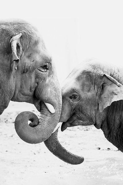 Elefanten lieben von Evelien Oerlemans