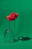 Coquelicot avec verre