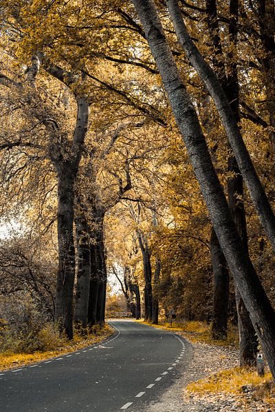 The golden forest road by Fotografie Jeronimo