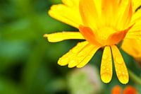 Bloem met regendruppels