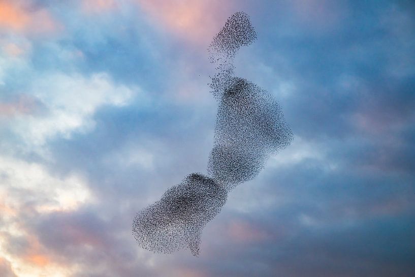 Starling murmuration during sunset at the end of the day by Sjoerd van der Wal Photography