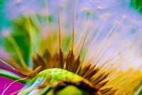 Macro shot of dandelion seeds against colorful background