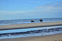 Horses at the beach.
