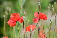 Coquelicot
