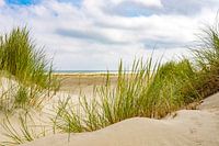 Dünengras in den Sanddünen am Strand der Insel Terschelling