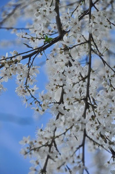 Witte bloesem von Bianca Dekkers-van Uden