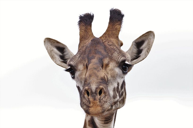 Head of a giraffe by Bart van Mastrigt
