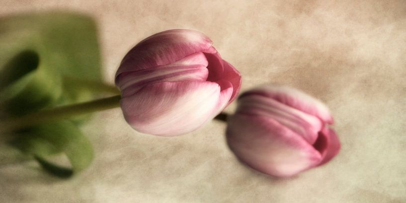 altijd aan jouw zijde par Claudia Moeckel