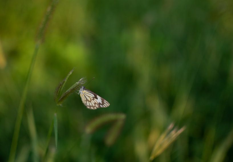 Schmetterling auf grünem Hintergrund von Sanne Dost