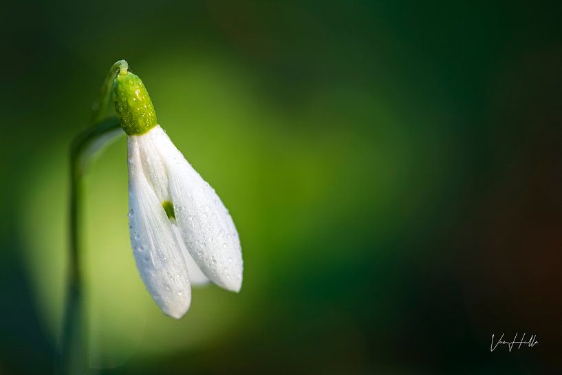 Das bunte Schneeglöckchen. von lukas van hulle