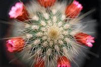 Mini-Kaktus mit roten Blüten