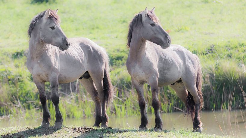2 Konik-Pferde schauen nach rechts von Fotografie Jeronimo
