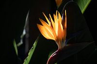 Strelitzia (Paradiesvogel) in der Sonne