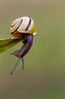 Slakje  in en op het groen