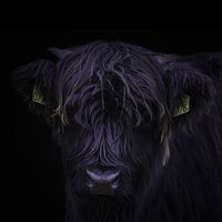 Schottischer Highlander