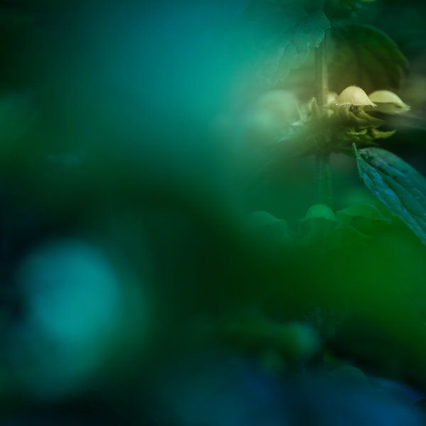 Mysterious yellow Lamium I by Paul de Vos