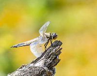 Dragonfly resting on a branch