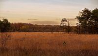 View of a Drenthe landscape in autumn, under an almost setting sun