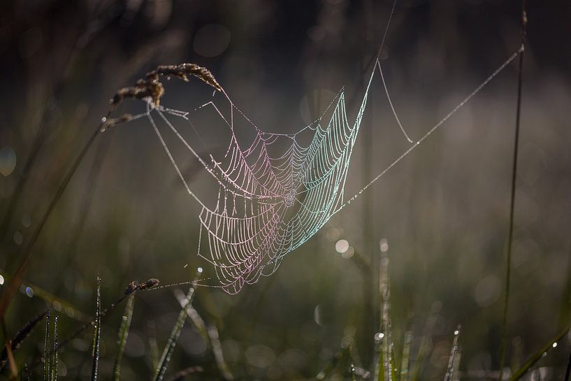 Das Spinnennetz von Sergej Nickel