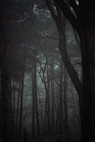 Trees and fog I