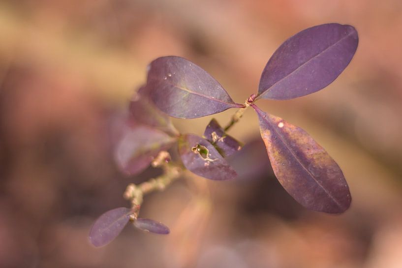 Three purple leaves by JWB Fotografie