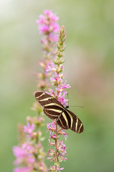 Papillon, Le papillon zébré, Heliconius charitonia, papillon de la passiflore par Gabry Zijlstra