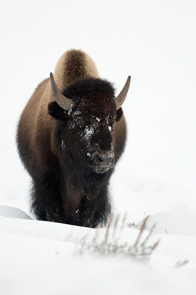Bisonbulle im Schnee...  Amerikanischer Bison *Bison bison* von wunderbare Erde