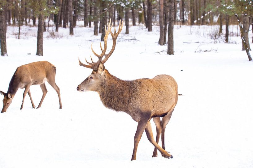 Rotwild auf der Hoge Veluwe, Niederlande, im Winter von Gert Hilbink