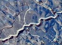 Shades of Winter (Vormen in IJs)