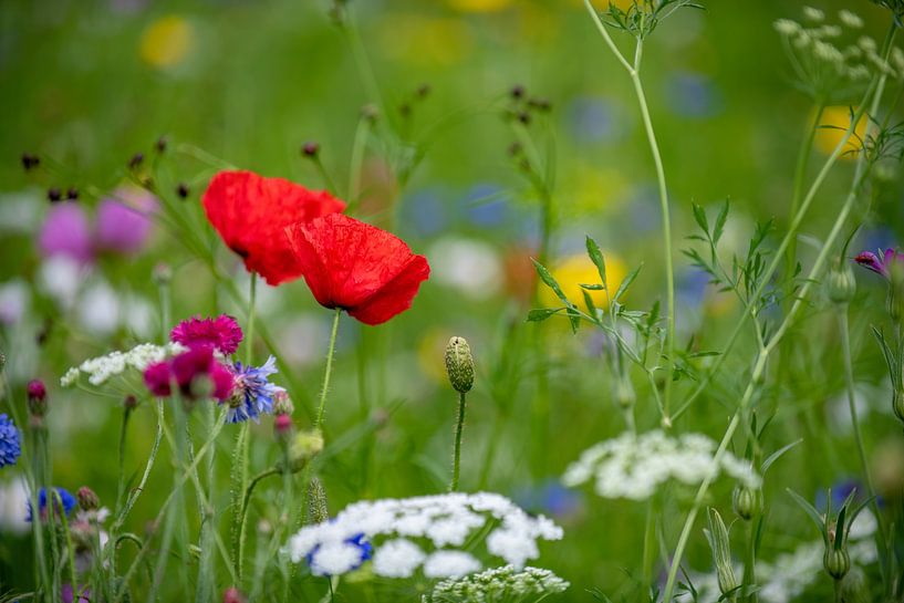 Blumenfeld von Evelien Scholten