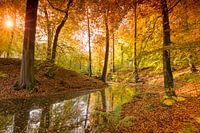 Bosven omringt door prachtige herfstkleuren