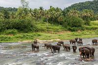 Elephants in Sri Lanka