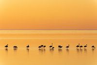 Flamants roses à Walvis Bay (Namibie).
