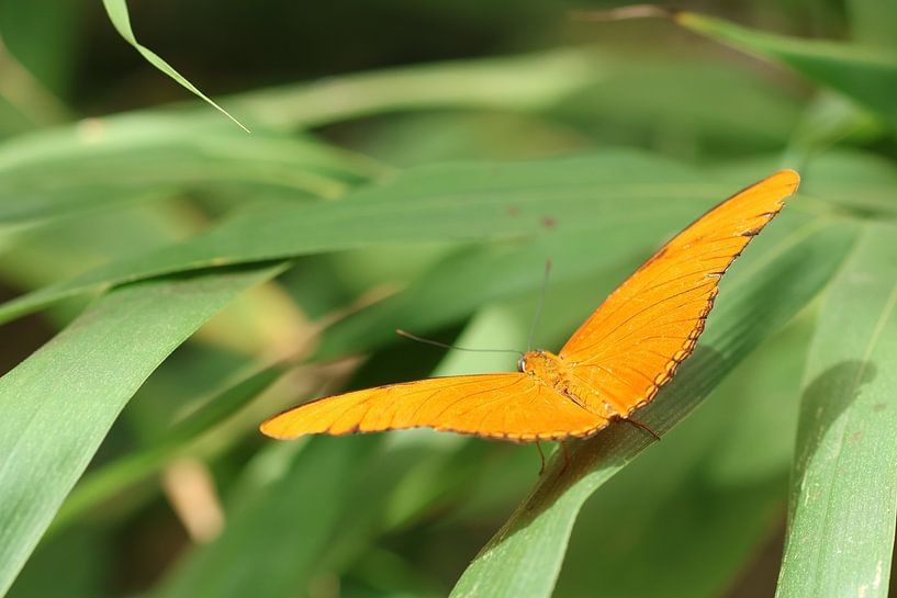 Oranje boven van Daniëlle Eibrink Jansen
