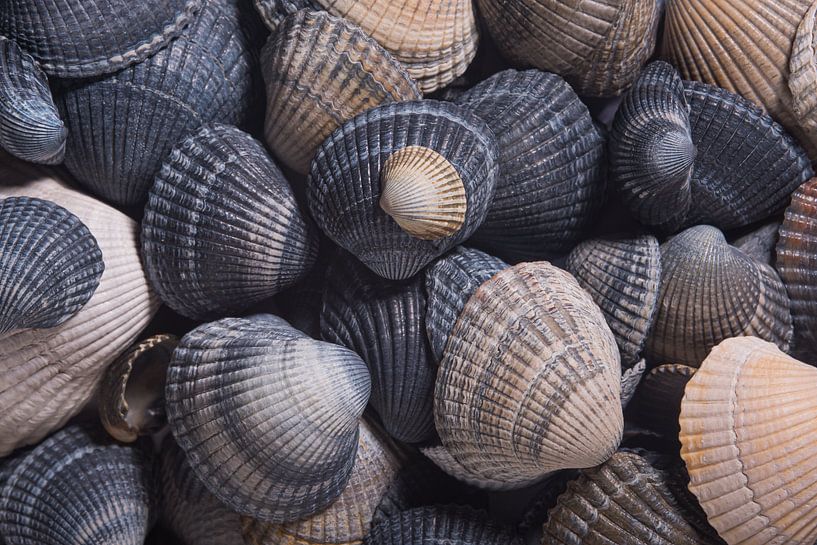 Shells in shades of gray and brown by Marjolijn van den Berg