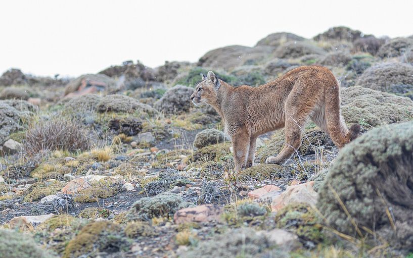 Young puma in the landscape by Lennart Verheuvel