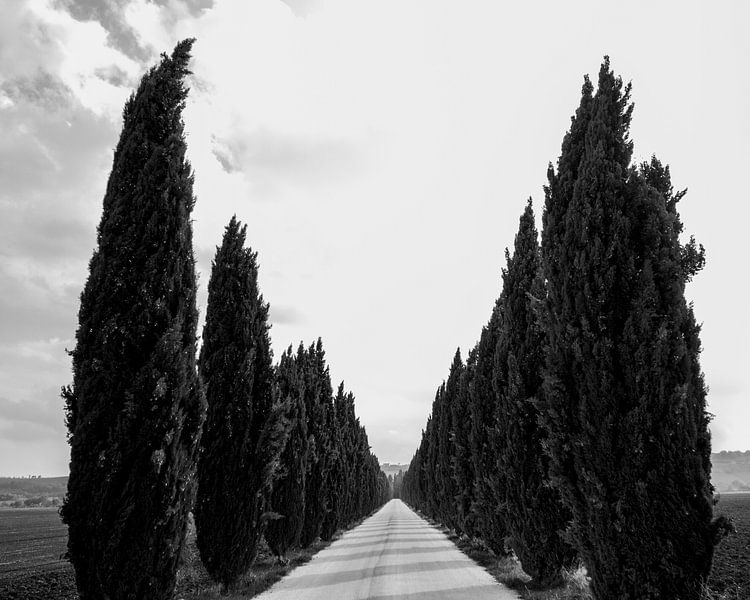 Cypressenlaan Cypress lane Corsia di cipressi by Sense Photography