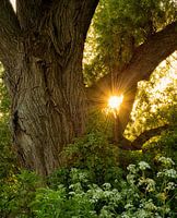 Één van de dikste wilgen